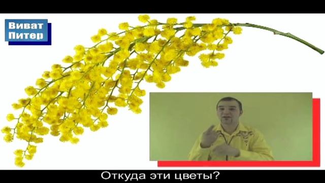 цветы "Мимоза" / flowers "Mymoza" смотреть онлайн