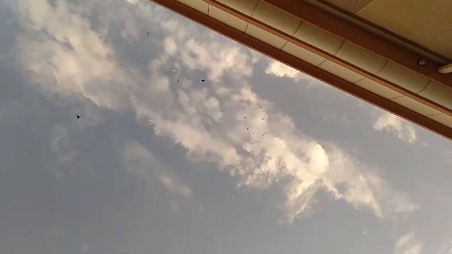 Голуби!Бухарские Бойные голуби,От Азим ака,Pigeons!Bukhara Slaughterhouse Pigeons, From Azim!!!