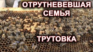 Трутовка. Отрутневевшая семья.