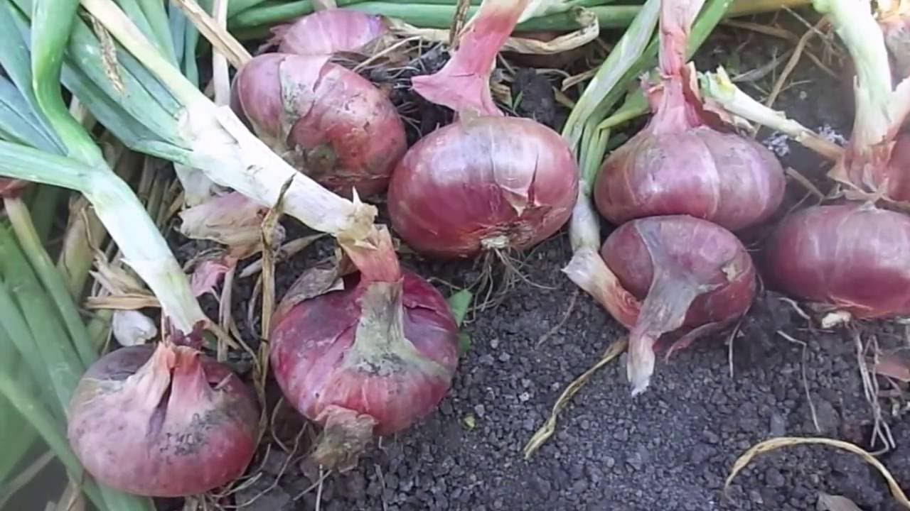 Сроки Уборки Репчатого Лука, Отличный Способ Хранения в Домашних Условиях. смотреть онлайн