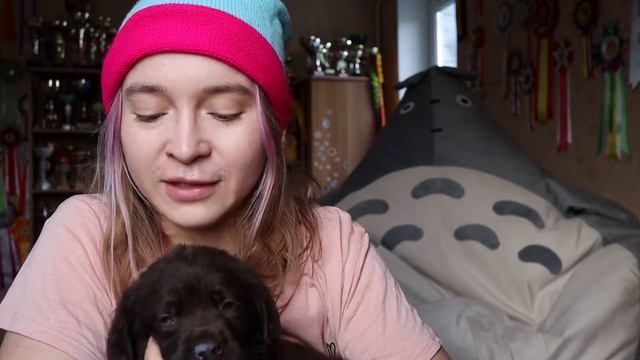 Моя воспитанница Няша! Щенок шоколадного лабрадора. Как я ее выхаживала и растила?