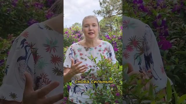 Слабый род / сильный род #род #предки #семья #силарода #родовыерасстановки #работасродом смотреть онлайн