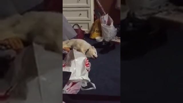 Смех лисы смотреть онлайн