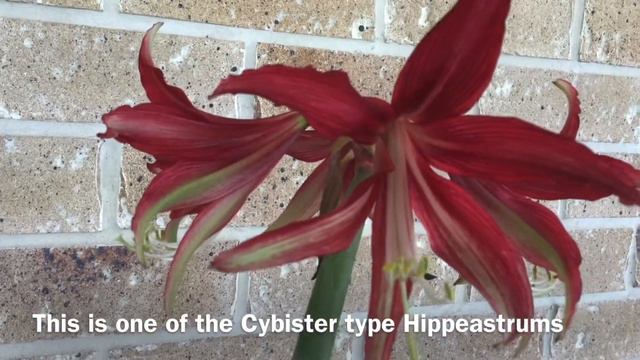 Hippeastrum Quito смотреть онлайн