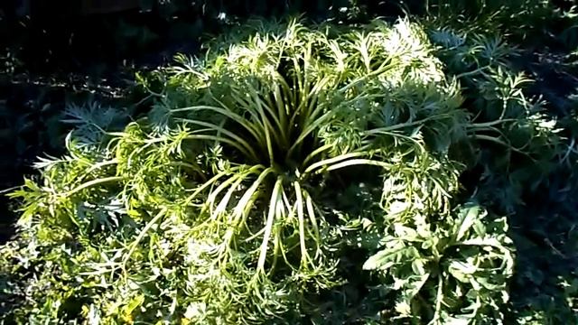 Пион уклоняющийся - индикатор заморозка. смотреть онлайн