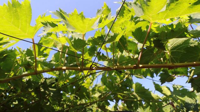 L’innovazione contro l’oidio della vite in Abruzzo смотреть онлайн