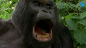 Гигантская горилла в деле. На что способны гориллы в ярости. Приматы, с которыми лучше не шутить.