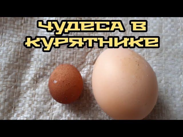 курятник : микро яйцо от курочки... смотреть онлайн