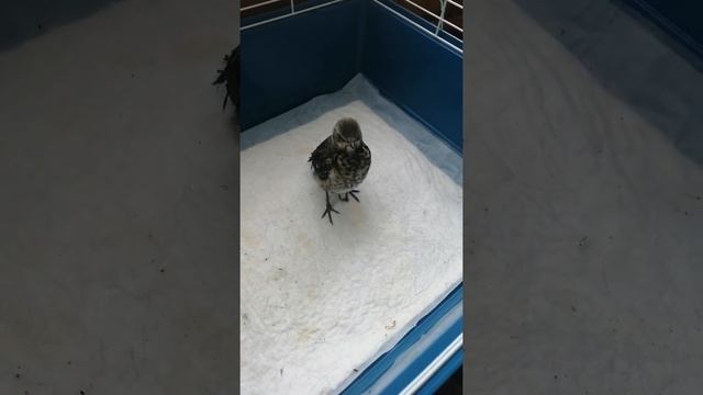 Кормление птенца слетка Дрозда рябинника смотреть онлайн