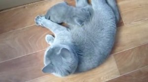 Что делать если кошка отравилась? | Отравление у кошек