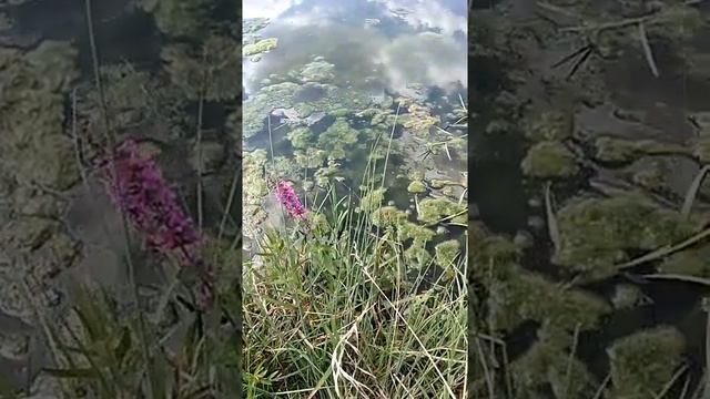 Сонник Сны про болото.mp4 смотреть онлайн