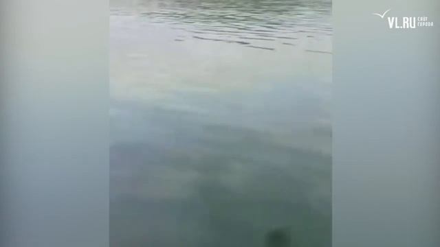 VL.ru - в Приморье на мель село судно-краболов смотреть онлайн