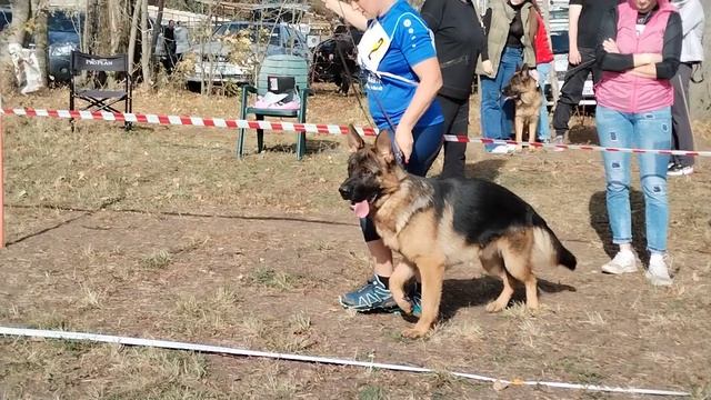 Юниоры кобели - моно в Краснодаре 2023