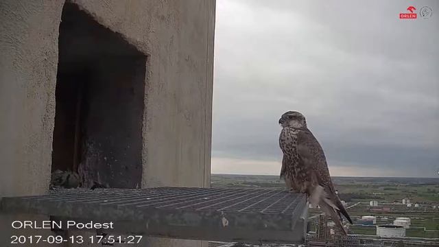 Visit Falco Cherrug In Nest Orlen Płock
