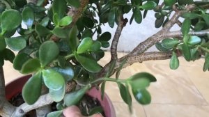 Обрезка Денежного Дерева для омоложения и формирования кроны.