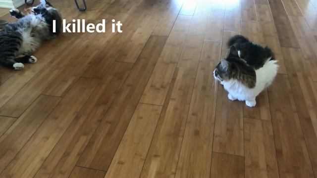 My Cats React To Toy Mouse смотреть онлайн