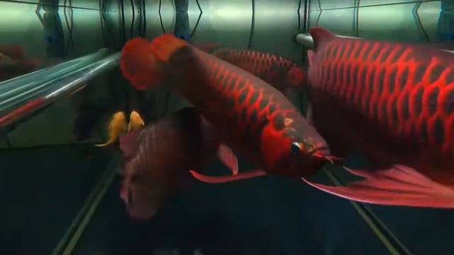 Красная Арована (Super Red Arowana)