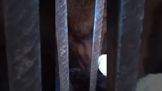 медведь любит зефир смотреть онлайн