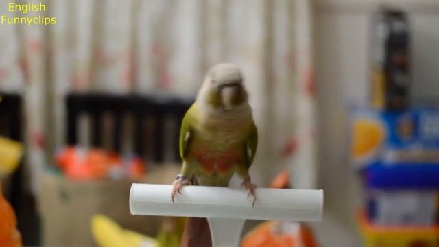 Birds Dancing To Music 2 ??? смотреть онлайн