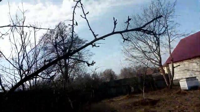 обрезка сада .как снижать крону .часть 1 смотреть онлайн