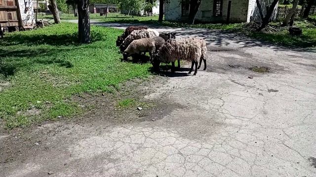 ОВЦИ!!🐑🐑 смотреть онлайн