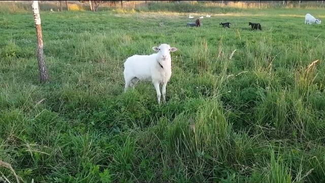 Баран для съёмок. Ручной ласковый барашек Бяша .КИНОэнималс. смотреть онлайн