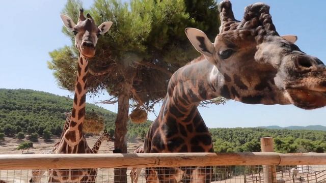 SAFARI AITANA VLOG! ? Incredible African Elephant Experience And Feeding Giraffes And Hippos!
