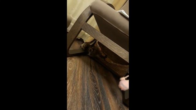 Irma Munchkin смотреть онлайн