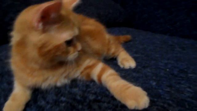 Скоттиш страйт котик красный мрамор в 3 мес. смотреть онлайн