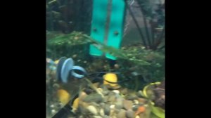 Чем кормить сомов анциструсов