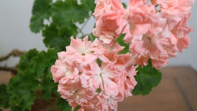 253.Lara Mandarin라라 만다린 Pelargonium смотреть онлайн