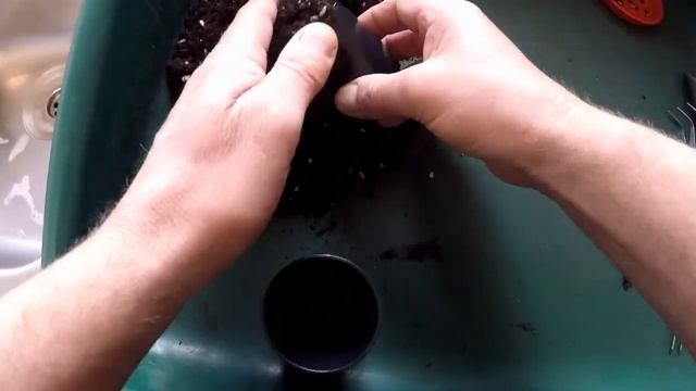 Liquidambar styraciflua Seed germination and potting up смотреть онлайн