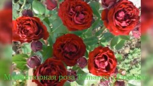Rose Tamango (Роза Таманго)