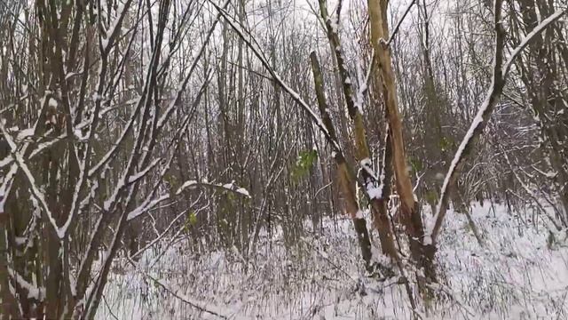 Грибник искал грибы под снегом. Нашёл опята, вешенки. смотреть онлайн