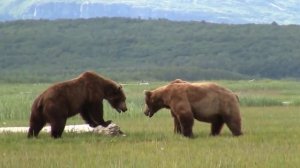 Битва медведей гризли