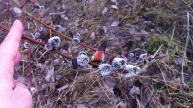 Весна. Пушистые почки. смотреть онлайн