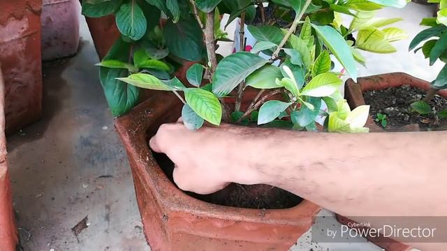 Yellow leaves on Gardenia, what to do смотреть онлайн