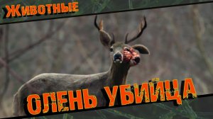 Олень Убийца  Олень в Деле  Олень против Оленя