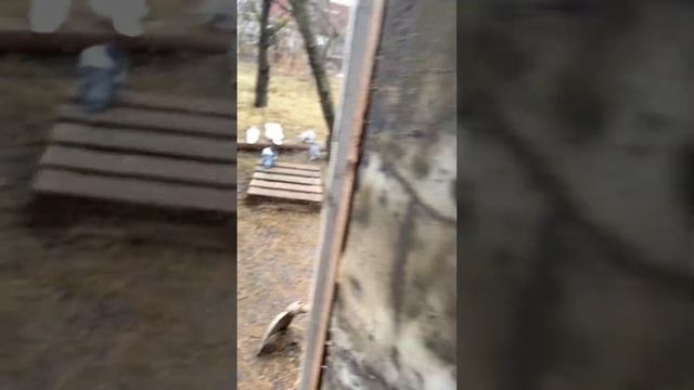 Выгуливаю птицу 1.02.2023. Какое гнездо лучше для птицы? #голуби #игра #лет #бой #гнездо #голубь смотреть онлайн