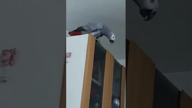 Вот такая смешная хулиганка. смотреть онлайн