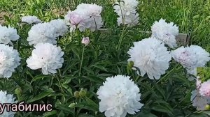 Пион Мутабилис. Peony Mutabilis. Цветение 2022#пионы #цветениепионов#цветоводство
