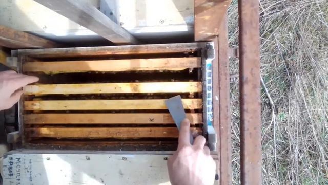 Стоит ли ставить на зиму магазин с мёдом?!!! 15.03.2021 смотреть онлайн