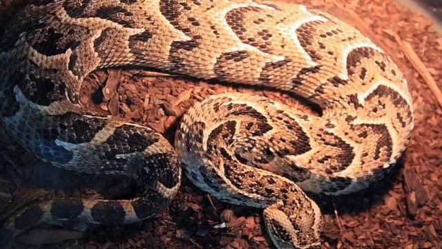 Самые ядовитые змеи Африки! смотреть онлайн