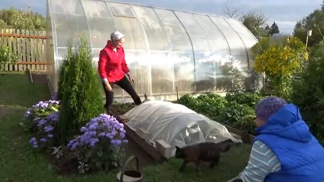 6 соток 11 сентября. Прореживаем сухую яблоню и смородину. Парничек для клубники. смотреть онлайн