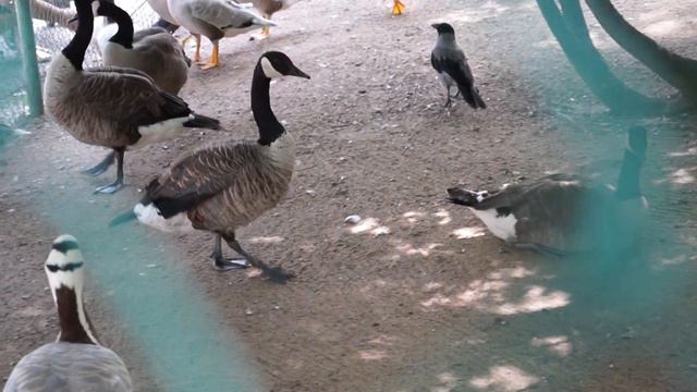 Ленинградский зоопарк. Птицы (03.07.20) смотреть онлайн