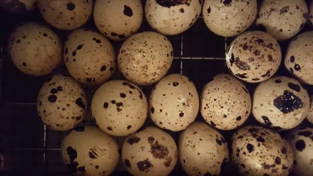Как я всю ночь принимал роды. Вывод Техасских Бройлерных перепелят. Мои перепела. Дачная Жизнь ТВ. смотреть онлайн