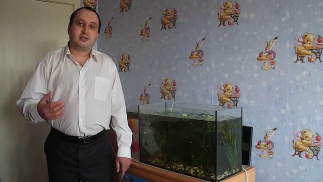 Как избавиться от катушек в аквариуме. Улитка катушка красная смотреть онлайн