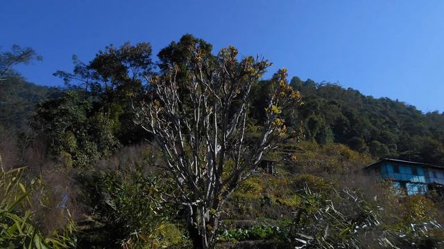Trip to Jhusing - Darjeeling Kalimpong -Experience West Bengal -Sweetest Part of Incredible India смотреть онлайн