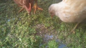Кормление цыплят ряской.Ряска.Лучшая кормовая добавка.Ряска для кур.Feeding chickens with duckweed