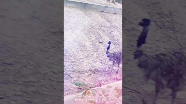 #animal Struthio camelus. ZOOशुतुरमुर्ग??#shorts смотреть онлайн